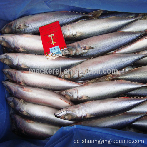 Seafrozen ganzer pazifischer Makrele WR Fisch 300-400g